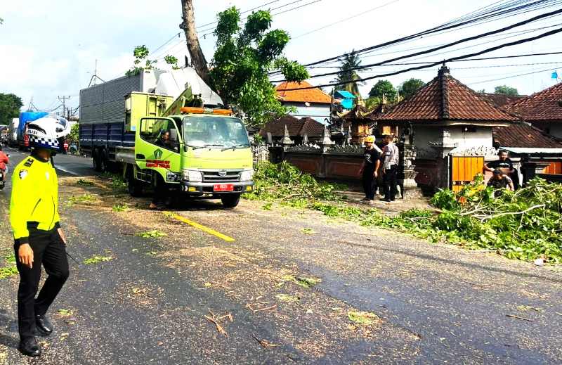 TABRAK POHON: Truk tronton yang menabrak pohon perindang jalan Denpasar- Gilimanuk(Foto Satlantas Polres Jembrana)