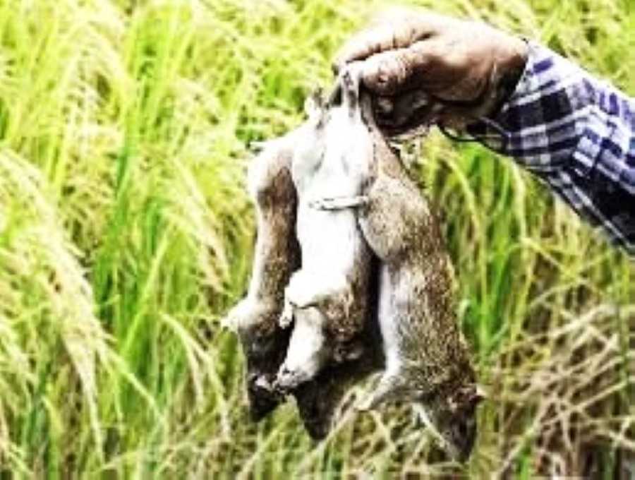 Ilustrasi hama tikus sawah. (dok.Jawa Pos.com)