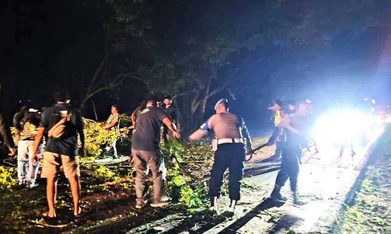 BERSIHKAN JALAN : Evakuasi dahan pohon tumbang yang menutupi jalan nasional Denpasar- Gilimanuk. (Polsek Gilimanuk)
