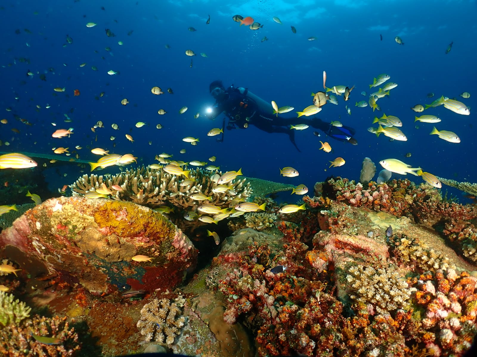 Peserta Lomba Fotografi Bawah Laut dalam Festival Jaladhi Vistara di Bondalem, pada Sabtu (27/10/2025).