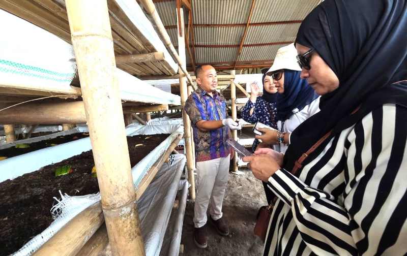 MEMANFAATKAN CACING: Motode vermicompost yang dilakukan Manah Liang di desa Gelgel, Klungkung.( Foto Marsellus Pampur)