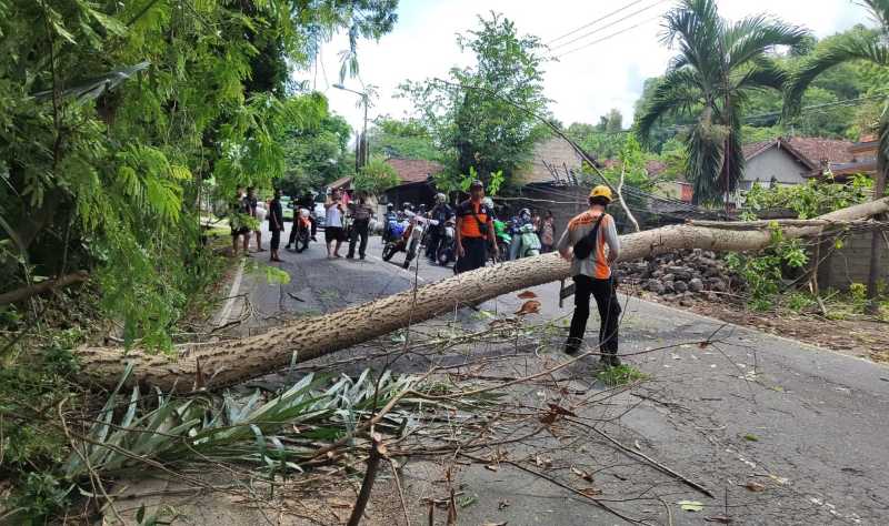 PANJANG BANGET : Petugas BPBD Karangasem saat melakukan penanganan pohon tumbang yang menutup badan jalan Amlapura-Denpasar. (ist)