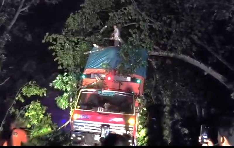 NAHAS DI JALAN RAYA: Pohon tumbang ditabrak truk dievakuasi. (Foto: BPBD Jembrana)