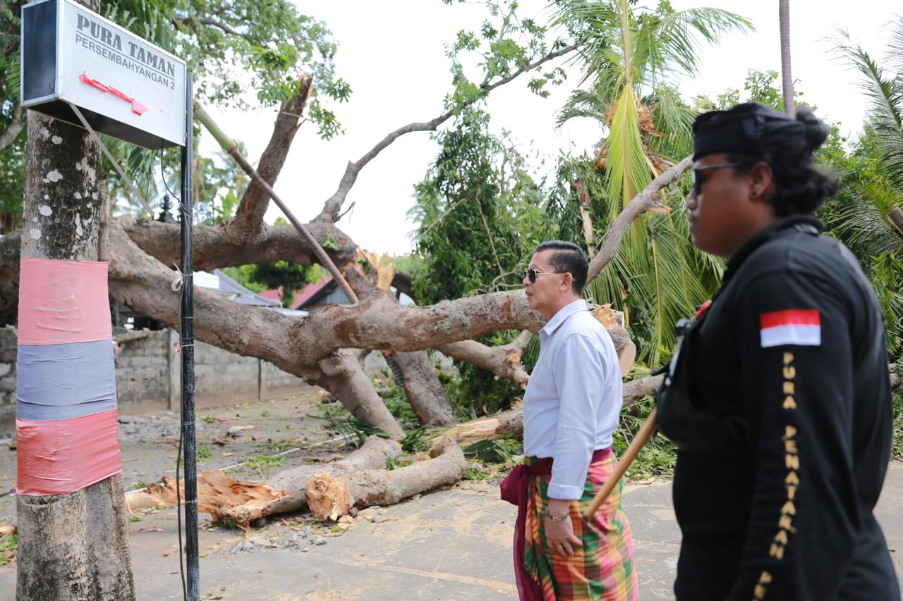 Bupati Klungkung I Made Satria langsung meninjau pohon gepah tumbang di kawasan Pura Segara Penataran Ped, Kecamatan Nusa Penida, Kamis (6/11).