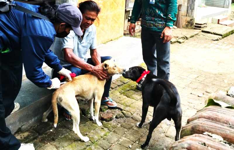 JANGAN SAMPAI KENDOR: Vaksinasi HPR untuk mencegah penyebaran positif rabies di Jembrana.(foto:dok.Keswan Jembrana)