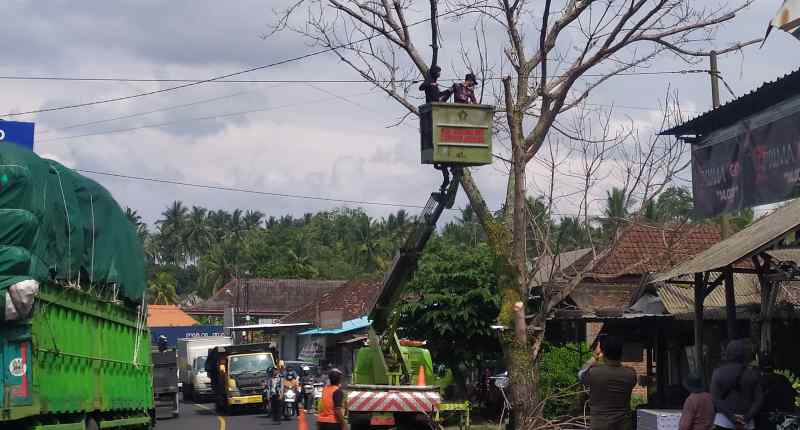 BERISIKO TUMBANG: Penebangan pohon perindang jalan mati di Jalan Denpasar &ndash; Gilimanuk. (m.basir)