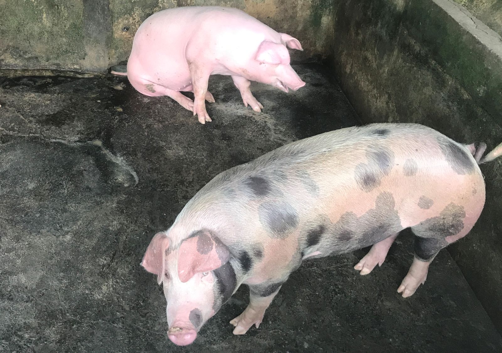 STABIL: Salah satu  kandang ternak Babi warga di  Gianyar, stok babi untuk Galungan stabil.