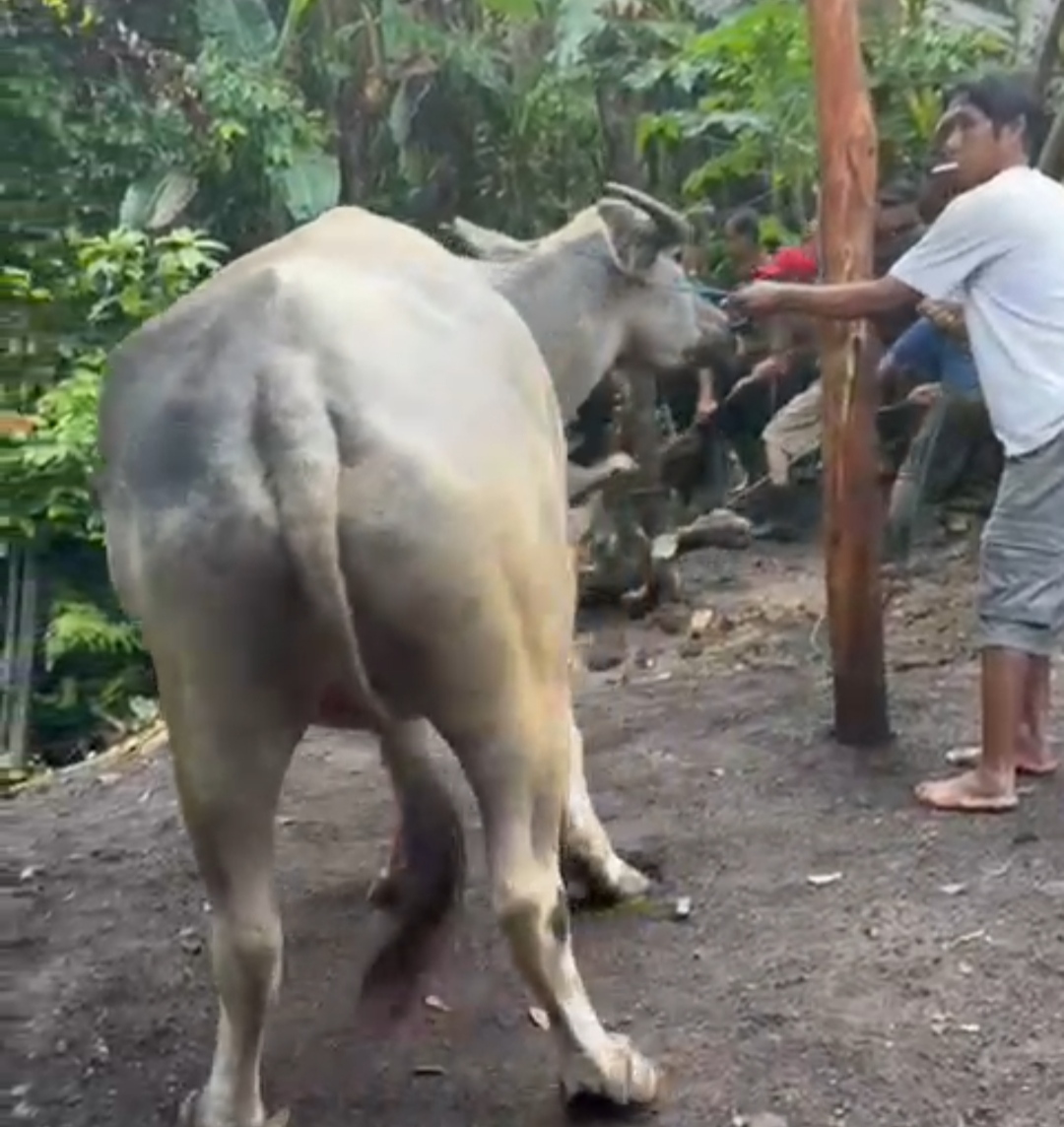 UNIK : Warga Tengah menyiapkan  nampah kerbau Desa Adat Asahduren, Jembrana, menjelang Galungan. (Foto dok. I Kade Suentra untuk Radar Bali)
