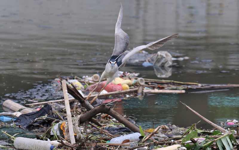 MENCARI MANGSA : Burung Kowak Malam Abu di muara tukad  Mati yang banyak sampah plastic. (miftahuddin/radar bali)