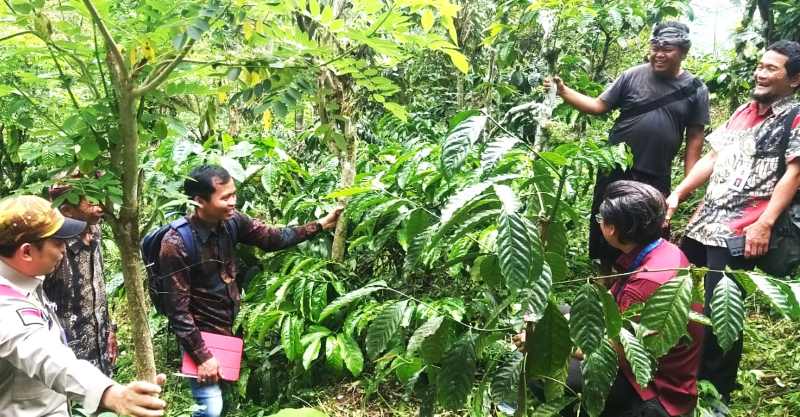 PRIMADONA BULELENG : Penguatan Kopi Lemukih terus didorong melalui upaya-upaya yang dilakukan Distan Buleleng. Salah satunya budidaya. (Foto: Pemkab Buleleng untuk Radar Bali)