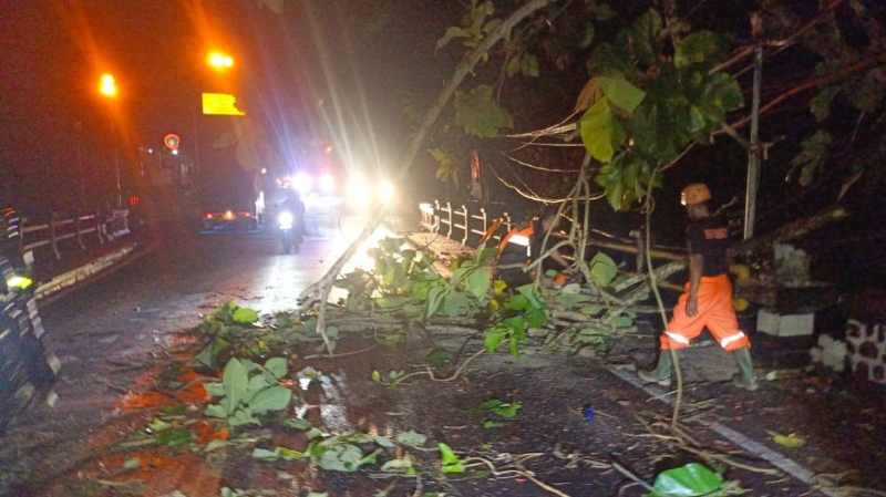 MENUTUP JALAN RAYA : Pohon tumbang tutup jalan nasional Denpasar-Gilimanuk. (BPBD Jembrana)