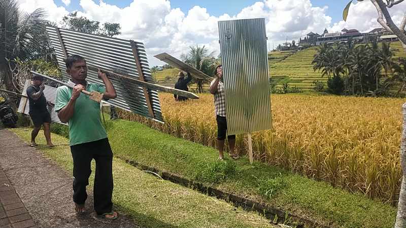 PERLAWANAN DENGAN MEMASANG SENG: Suasana pemasangan atap seng ditengah lahan pertanian di kawasan wisata DTW Jatiluwih, Penebel Tabanan oleh petani setempat.(foto: Juliadi/Radar Bali)