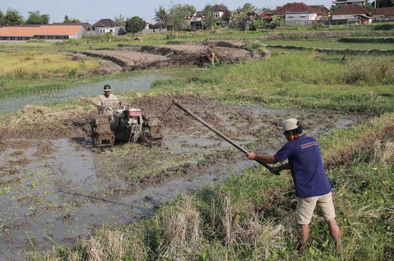 TERKEPUNG BANGUNAN BETON : Sisa-sisa lahan pertanian di Kota Denpasar semakin  terdesak bangunan dan rayuan penyewaan.(Adrian Suwanto/Radar Bali)