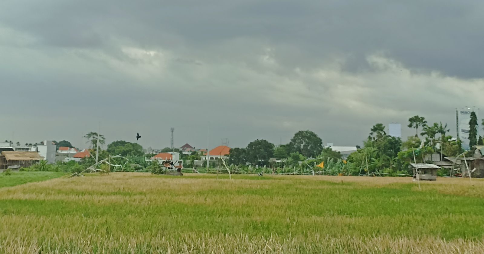 MULAI TERDESAK: Bentang persawahan di wilayah Kota Denpasar masih ada namun sudah mulai terdesak jika tak dilindungi.