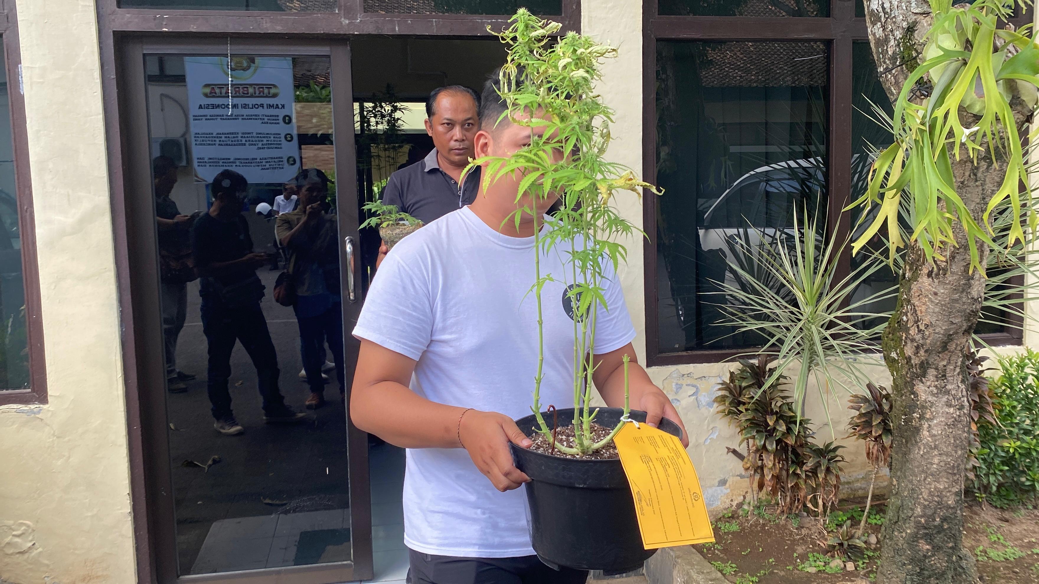 SWASEMBADA CIMENG : Tersangka IKAWA dan barang bukti tanaman ganja. (M.Basir/Radar Bali)