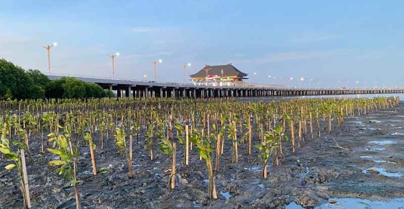 TANAMAN  PENJAGA   ALAM : Bendega memperbaiki ekosistem hutan mangrove di sekitar kawasan Tol Bali Mandara. (Foto-foto: Yayasan Bendega Alam Lestari untuk Radar Bali)