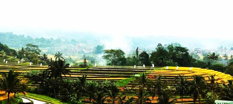TANAM SENG DI SAWAH : Aksi tanam seng yang kini masih tertanam di lahan pertanian kawasan DTW Jatiluwih yang menjadi warisan budaya dunia UNESCO. (juliadi/radar bali)
