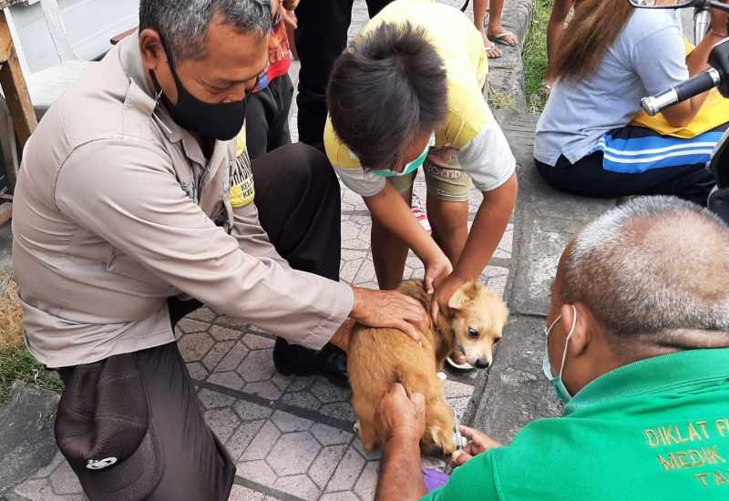 MASIH TERUS DIGENJOT: Vaksinasi untuk anjing peliharaan di Klungkung. (dewa ayu pitri arisanti)