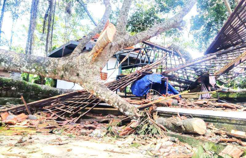 POHON BERTUMBANGAN : Banyak kejadian pohon tumbang di Tabanan. (foto:juliadi/radar bali)