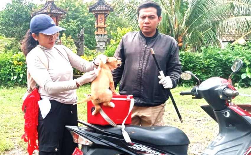 MASIH SEDIKIT YANG DISUNTIK  :Vaksinasi anjing peliharaan di Jembrana. (foto:Keswan Jembrana)