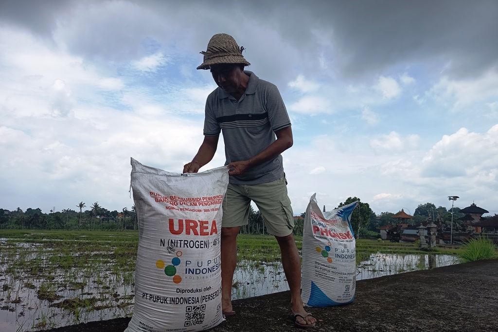 MASA TANAM: I Made Merta Suteja, salah satu tokoh petani Subak Bengkel, Kediri, Tabanan, Bali, membuka pupuk subsidi Urea dan NPK Phonska.