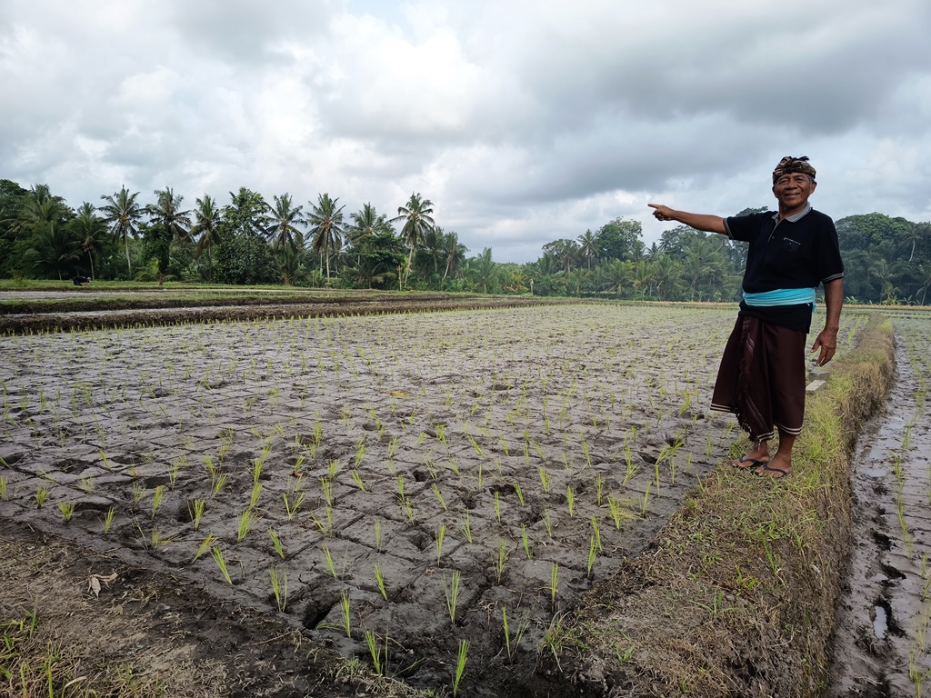 MULAI TUMBUH: Kelihan Subak Dukuh, I Wayan Sukanada menunjukkan padi yang baru ditanam baru diberi pupuk bersubsidi.