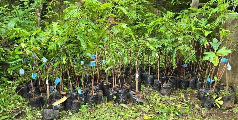 PERLU RIBUAN BIBIT TANAMAN : Hutan Desa Tejakula ditanami 1.600 bibit pohon.( Foto: Pemkab Buleleng untuk Radar Bali)