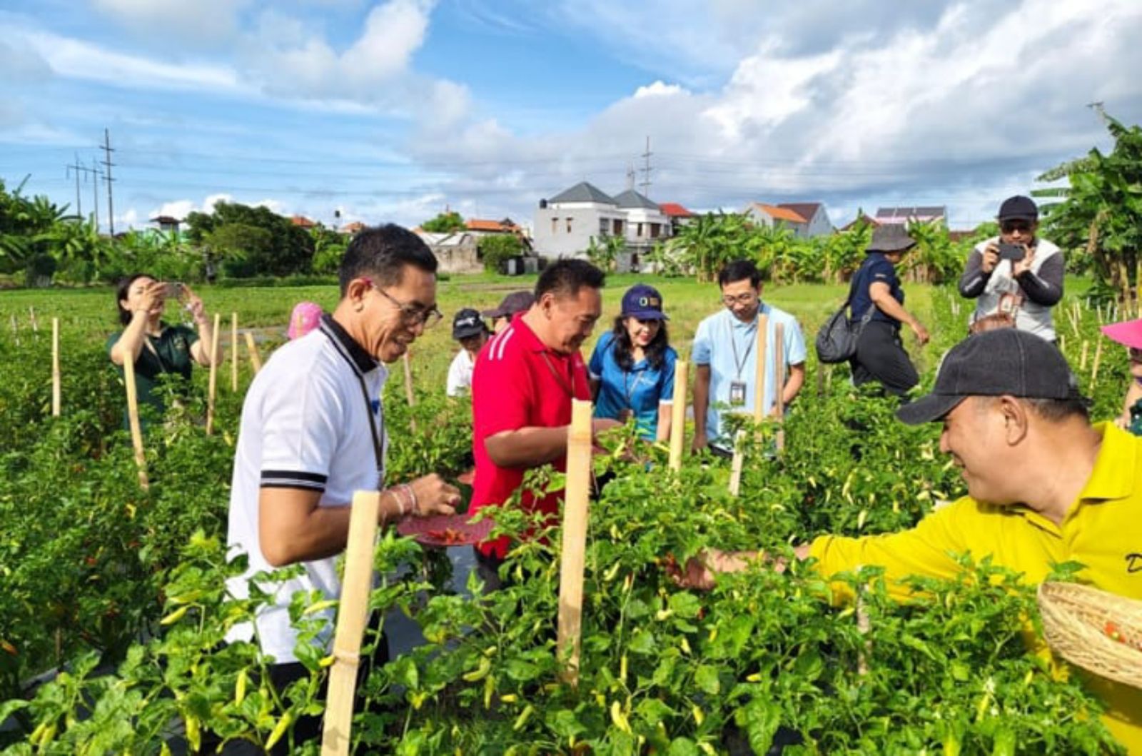 CIAMIK: Petani cabai di Subak Cuculan, Kecamatan Denpasar Selatan telah panen raya di tengah musim hujan
