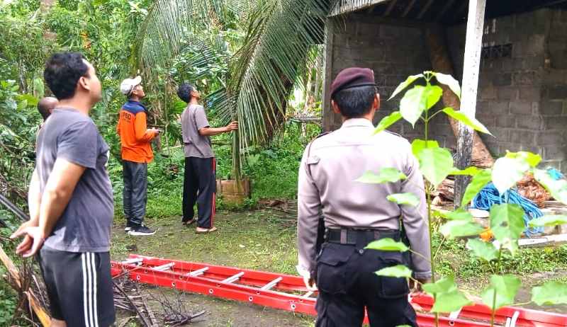 CUACA EKSTREM: Pohon kelapa menimpa rumah warga Gunaksa,Dawan,Klungkung. (Foto: Humas Polres Klungkung)