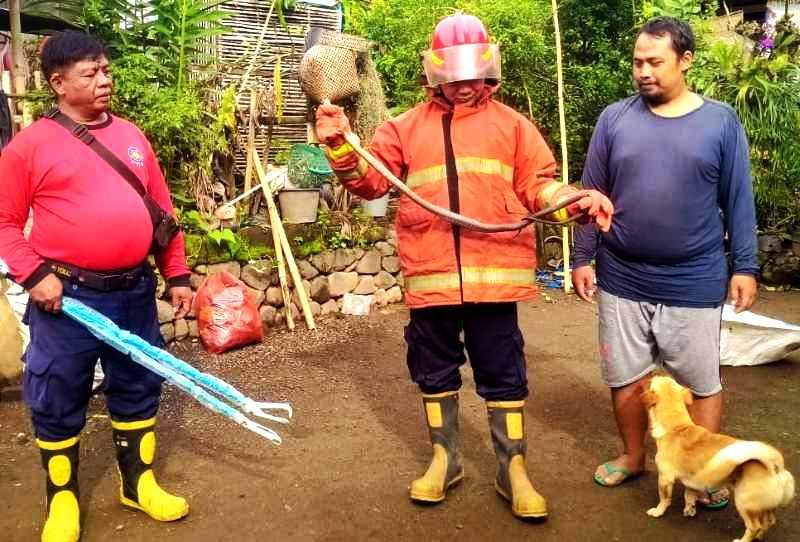 MULTI  PERAN  SEGALA KEJADIAN : Petugas Damkar Karangasem, saat menangkap ular di pekarangan warga, beberapa waktu lalu. (ist/dok.radar bali)