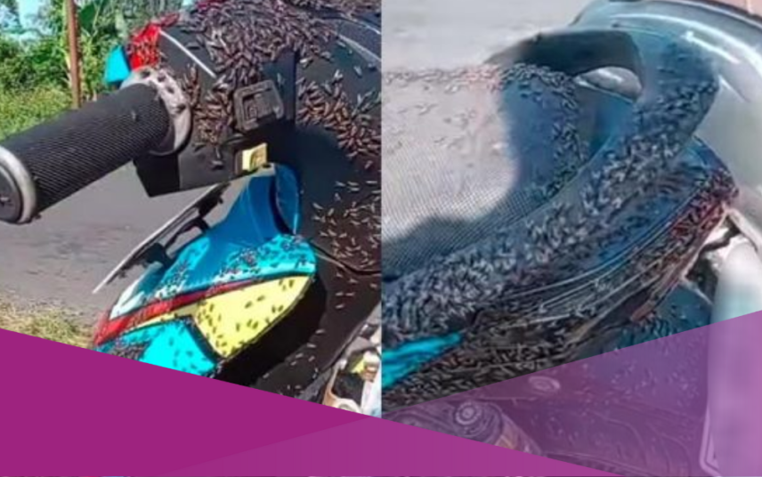 BIKIN TAMU TAK BETAH: Lalat hinggap dan berkecamuk di kendaraan motor di kawasan destinasi wisata Kintamani Bangli.