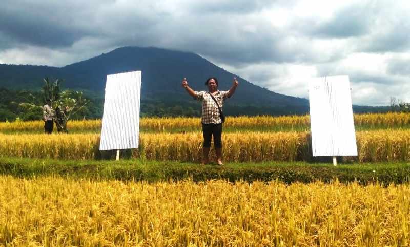 BERBUNTUT PANJANG : Aksi tanam seng yang dilakukan warga dan petani lokal di kawasan wisata Desa Jatiluwih,Penebel,Tabanan, berbuntut anjloknya kunjungan. (juliadi)