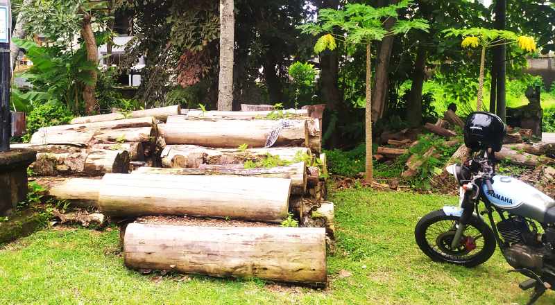 BARANG BUKTI KAYU: Kayu hasil pembalakan hutan yang ditemukan di dalam kawasan hutan disimpan depan Kantor UPTD KPH Bali Barat. (M.Basir/Radar Bali)