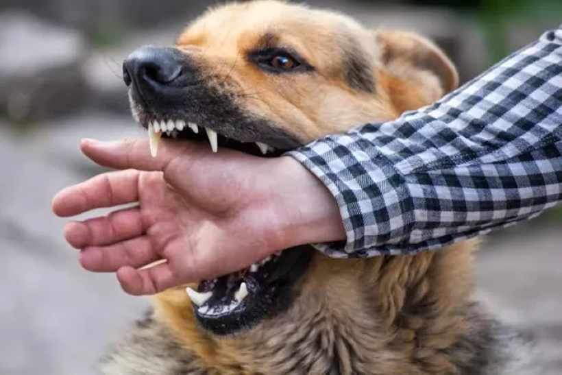 Ilustrasi: Gigitan anjing berpotensi besar menyebabkan rabies. (Medical News Today/JPG)