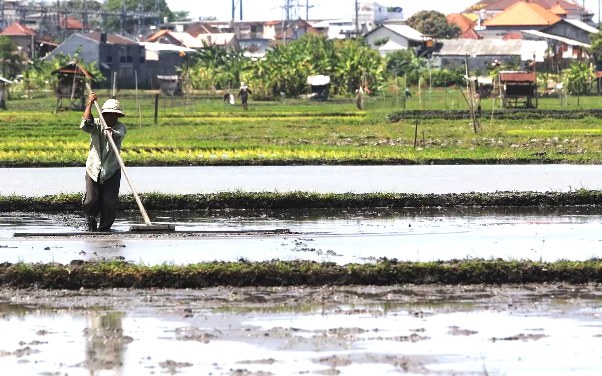 TERUS TERGENCET BETON: Lahan pertanian di Padang Sambian, Denpasar Barat sedang digarap petani kota. (foto:Miftahuddin/Radar Bali)