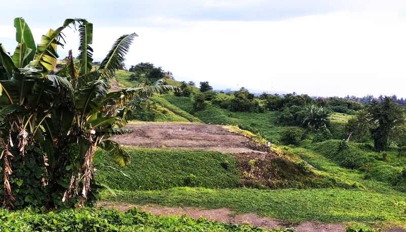 TAK PASTI : Lokasi peletakan batu pertama jalan tol tahun 2022 di tanah perkebunan Pekutatan milik Perumda Bali. (foto: M.Basir/Radar Bali)