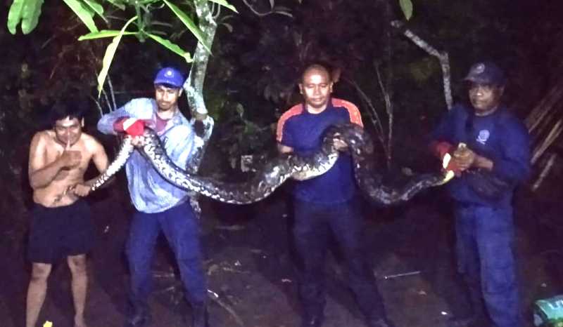 NYELONONG KE RUMAH WARGA: Ular masuk ke rumah I Wayan Balik Eka Putra di Gang Angsa Utara, Banjar Tangkuban, Desa Batuyang, Gianyar. (foto:Damkar Gianyar)