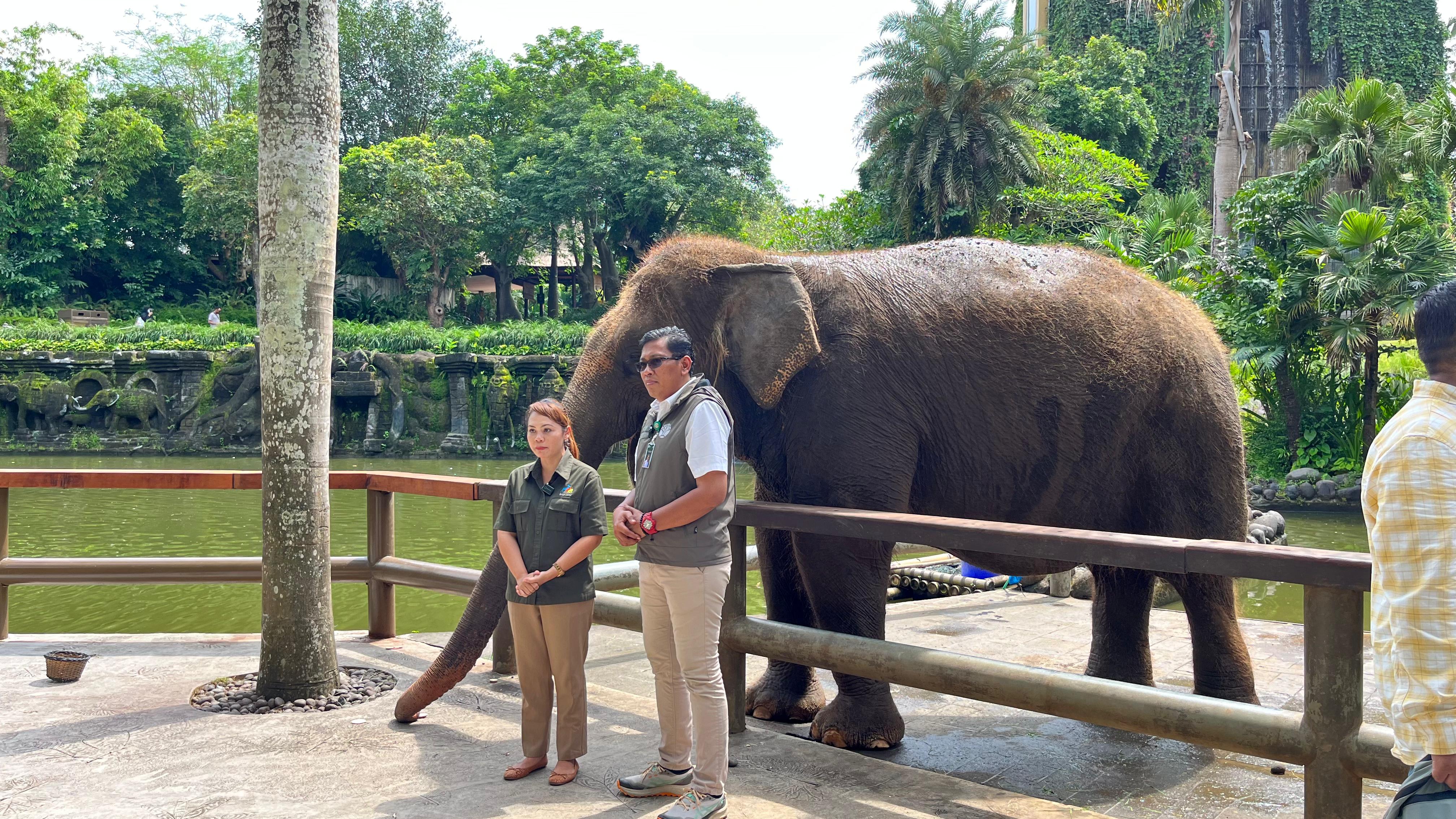 EKSPLOITASI: Kementerian Kehutanan yang menghentikan peragaan gajah tunggang di seluruh lembaga konservasi.