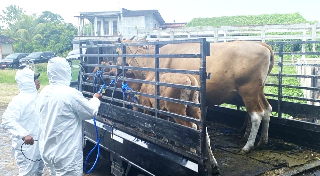 CEGAH SEBARAN : Petugas melakukan pengobatan sapi tertular LSD oleh dokter hewan dari Dinas Pertanian dan Pangan Jembrana. (foto: Keswan Jembrana)