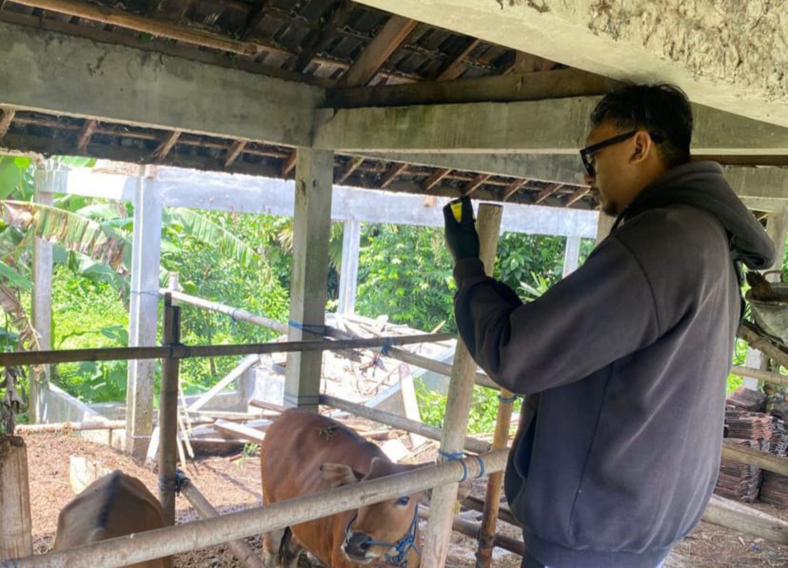 HALAU LSD: Dinas Peternakan Kota Denpasar melakukan vaksinasi hewan ternak khususnya Sapi cegah penyebaran LSD dari Jembrana