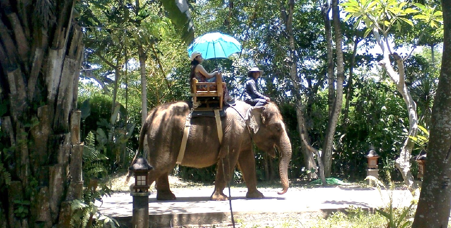 AKHIRNYA DISETOP : Wisatawan di Bali Zoo, Gianyar, saat menunggangi gajah beberapa waktu lalu.(foto: IB Indra Prasetia)
