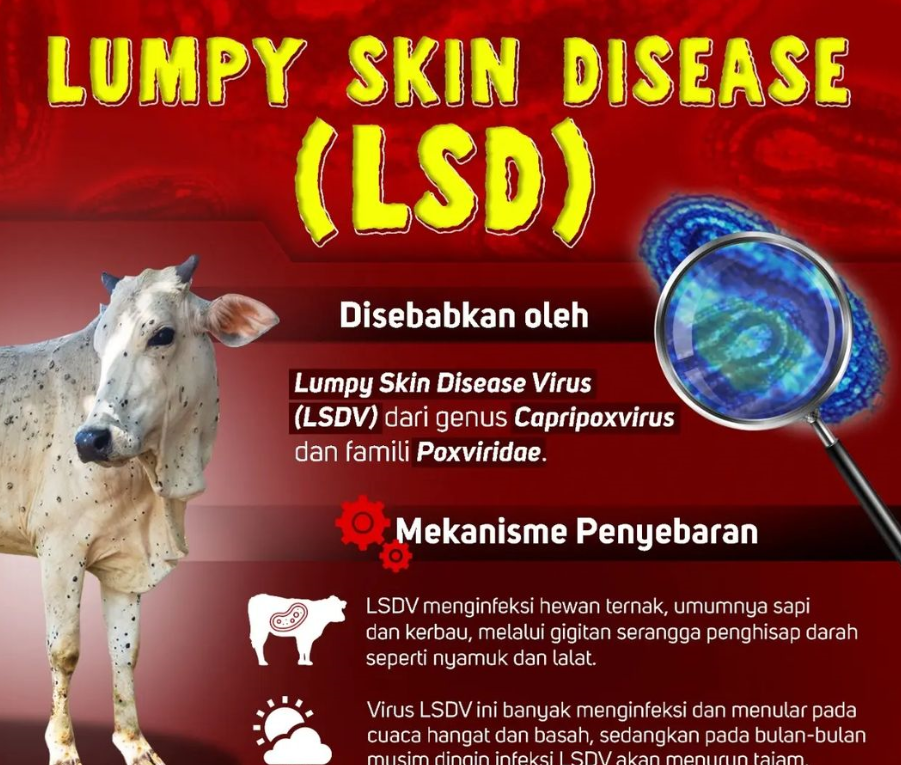 Ilustrasi info grafis virus Lumpy Skin Disease (LSD)