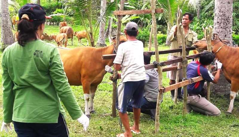 CEGAH PENULARAN: Aktivitas penyuntikan vaksin terhadap hewan ternak sapi dilakukan Dinas Pertanian Tabanan. (juliadi)