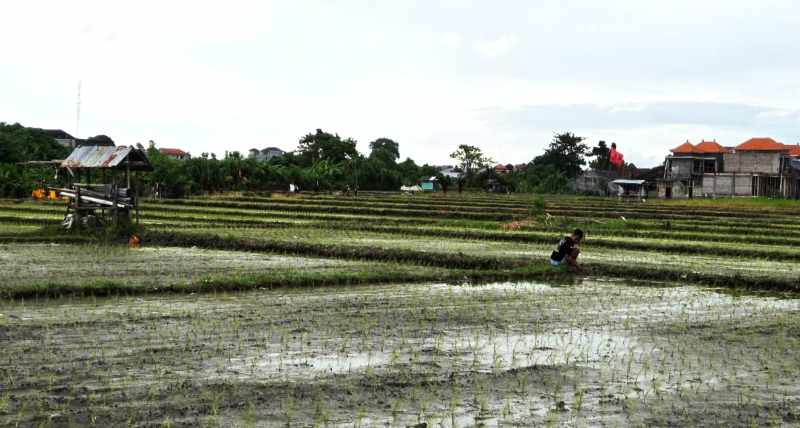 TANTANGAN ALIH FUNGSI LAHAN : Kawasan persawahan yang baru ditanami padi di kawasan Batubulan, Gianyar. ( Foto : Marsellus Pampur)