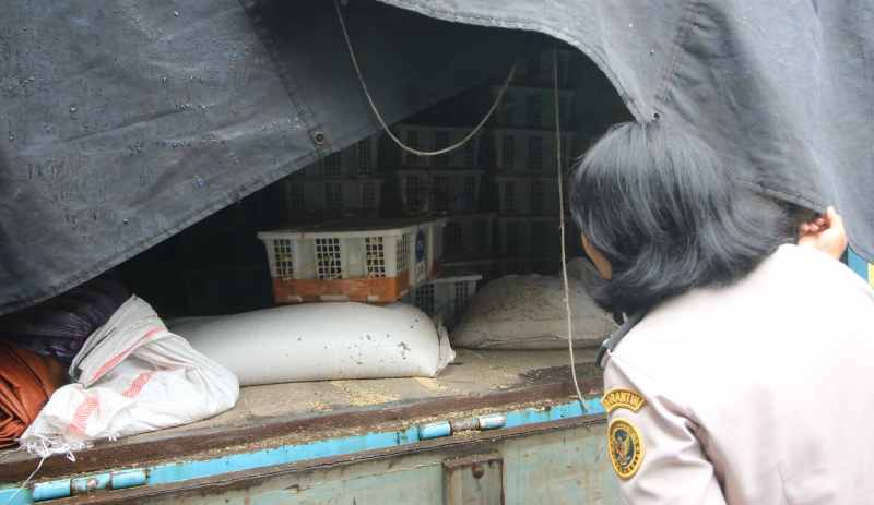 PERIKSA MUATAN : Petugas Balai Besar Karantina Hewan Ikan Dan Tumbuhan Bali sedang mengecek isi truk. (miftahuddin/radar bali)