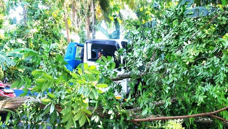 ROBOH: Pohon perindang di Banjar Pasar Desa Gumbrih Kecamatan Pekutatan, tumbang menimpa kendaraan yang melintas, Sabtu (24/1) sore.( Foto Polsek Pekutatan)