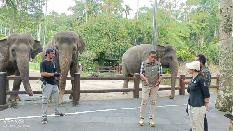 TANPA ATRAKSI NAIK GAJAH  : Suasana Mason Elephant Park & Lodge, Taro Gianyar, disetop atraksi tunggang gajahnya.(foto:BKSDA)