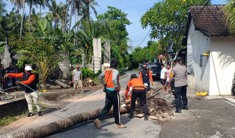 CEGAH MUSIBAH: Untuk mengantisipasi musibah pohon tumbang ke jalan raya, pohon kelapa yang sudah tua ditebang. (foto:Polres Klungkung)