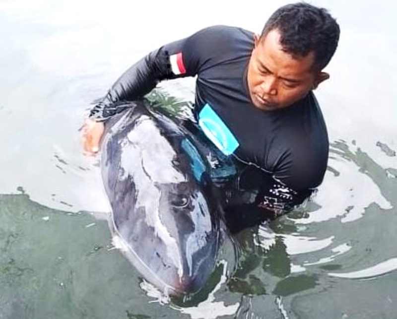 GAGAL TERSELAMATKAN : Deny Rahmadani, dokter hewan dari JSI saat melakukan penanganan terhadap ikan paus sperma kerdil yang terdampar dan akhirnya berakhir duka karena mati.(foto:JSI)