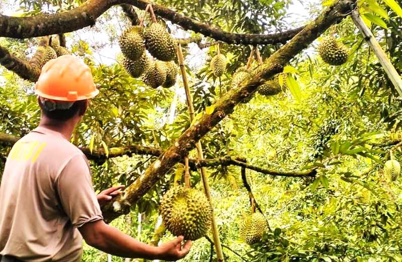 SELAMAT YANG SUDAH MASA PANEN : Durian yang sudah masa panen di Pupuan, Tabanan, selamat dari cuaca ekstrem dan siap petik. (juliadi)